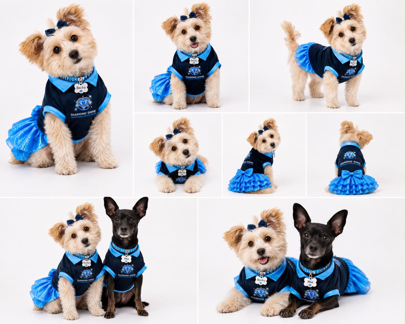 Becky and Mia, the Diamond Shine mascot dogs, in branded company shirts